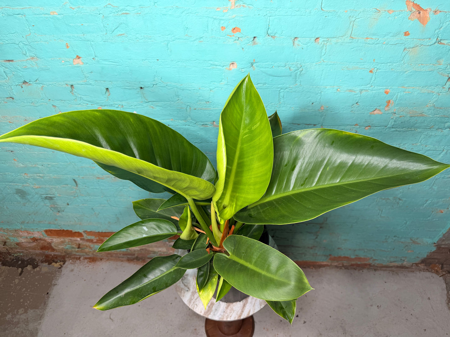 Philodendron Congo Thailand 10”