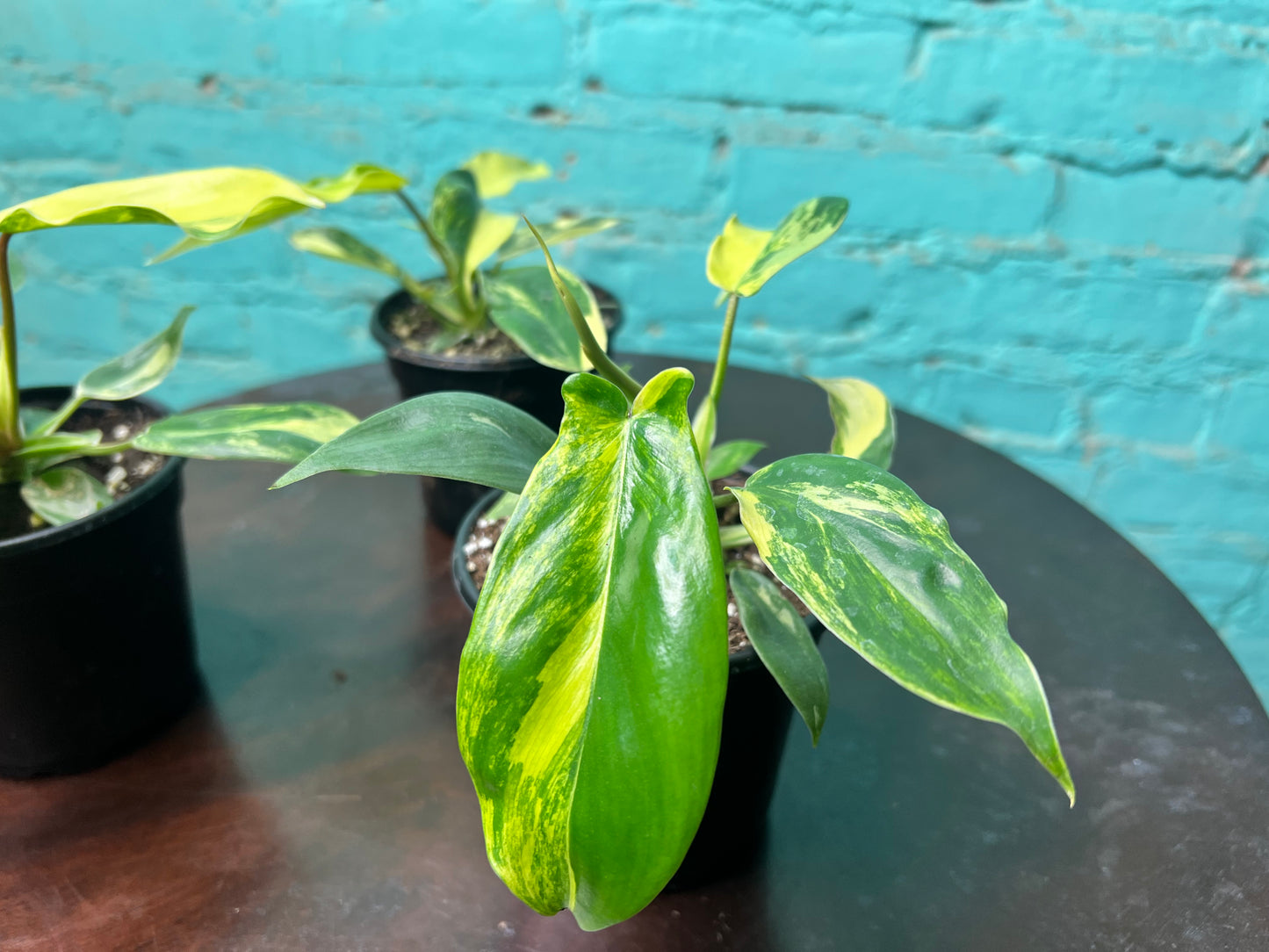 Philodendron Florida Beauty Variegated 4”