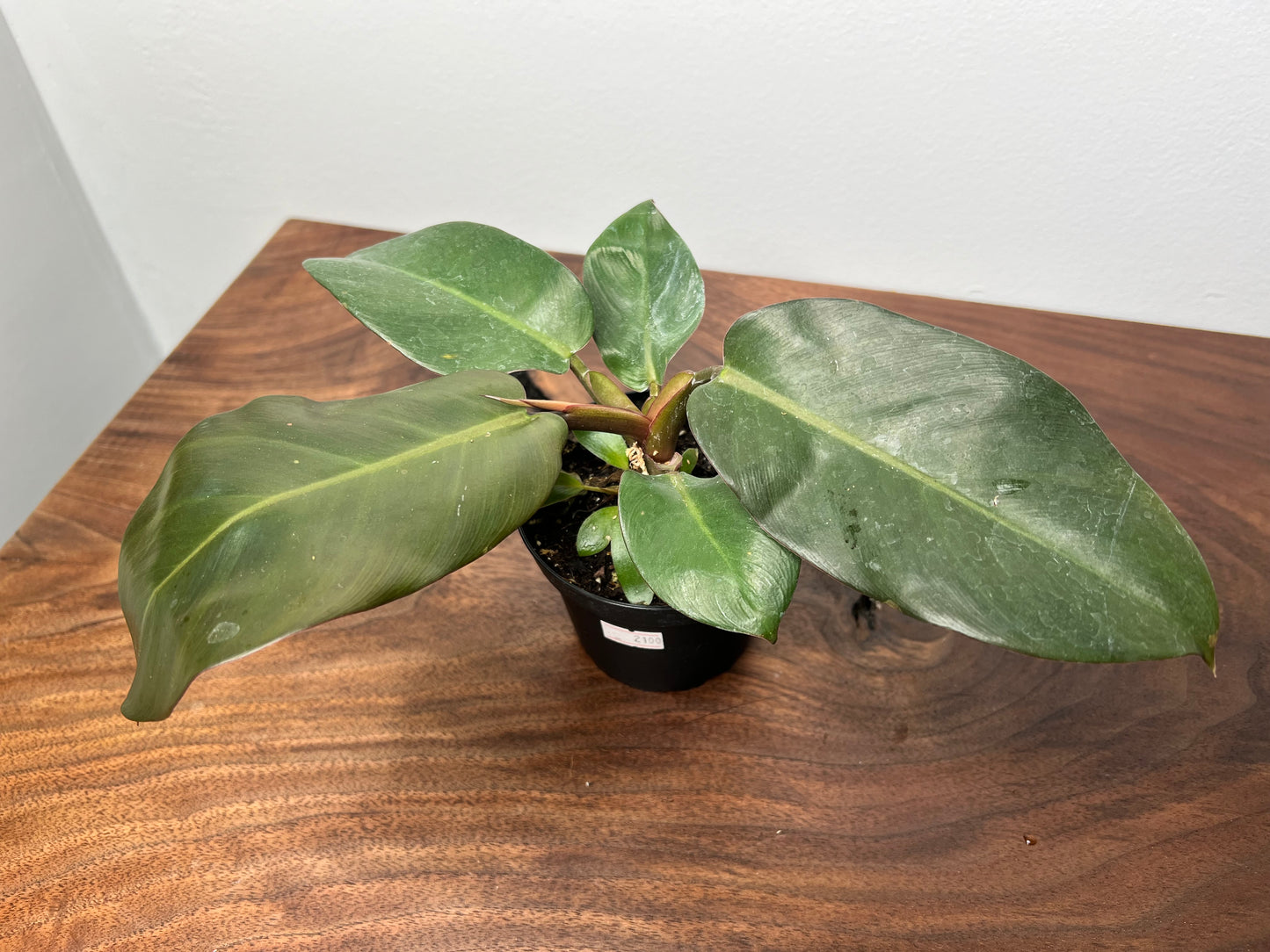 Philodendron Black Cardinal