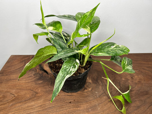 Epipremnum Pinnatum Albo 6”