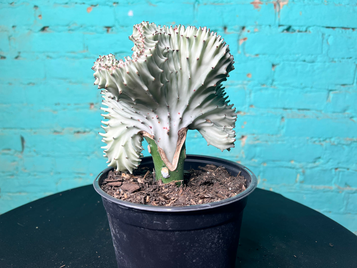 Euphorbia Lactea- Mermaid Tail cactus 6”