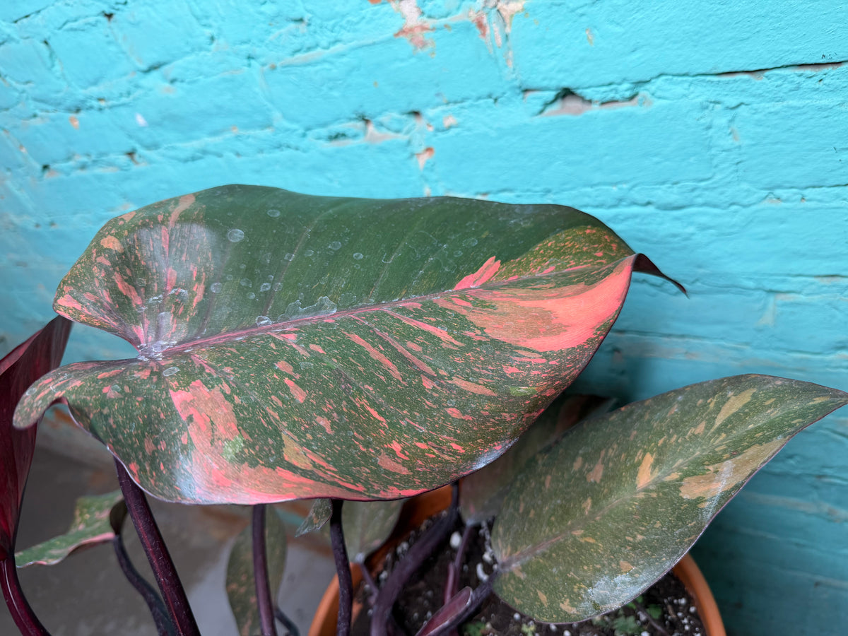 Philodendron Orange Princess 8”