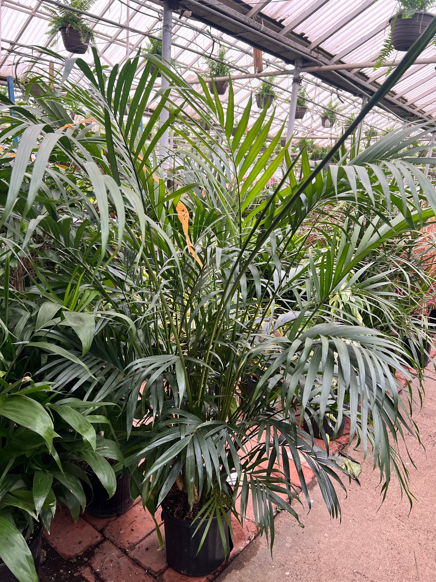 Cat Palm 10”