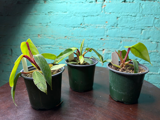 Philodendron Squamiferum (Red Bristle)