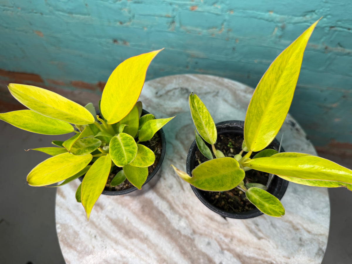 Philodendron Calkin Gold 4”