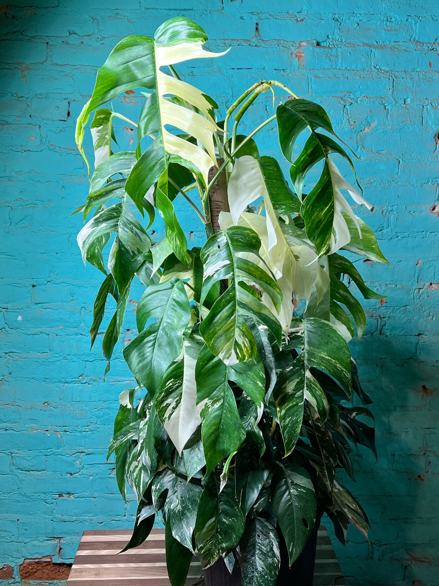 Epipremnum Albo 10” Totem