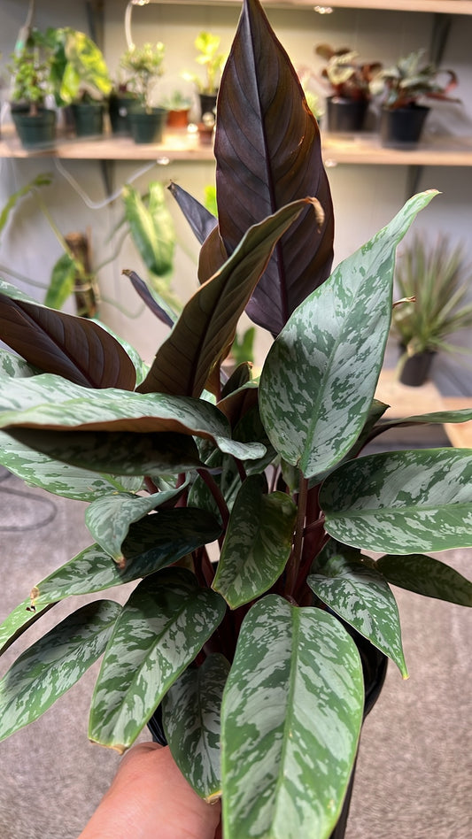 Aglaonema purple-8”