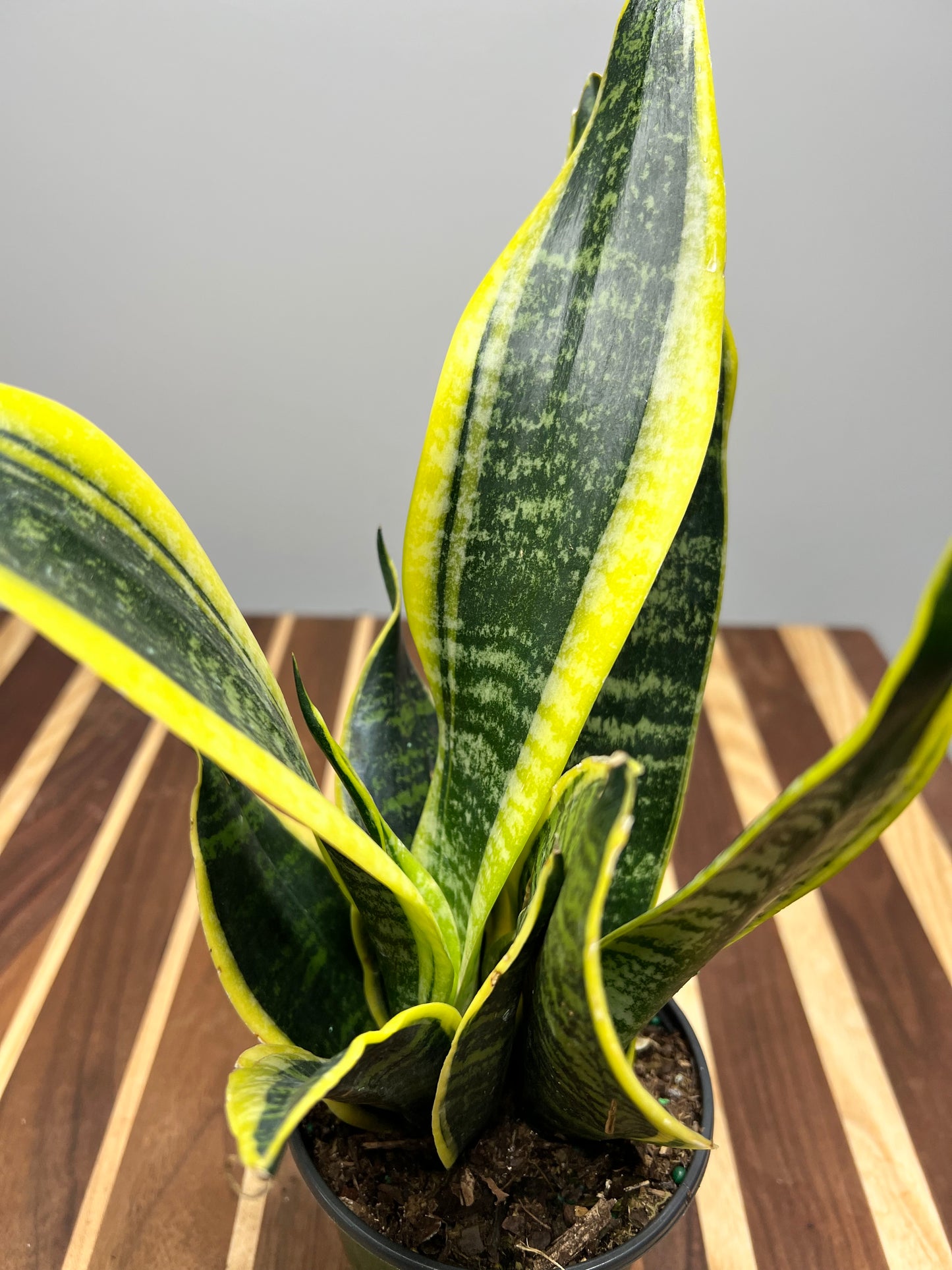 Snake plant (Laurentin) 4”