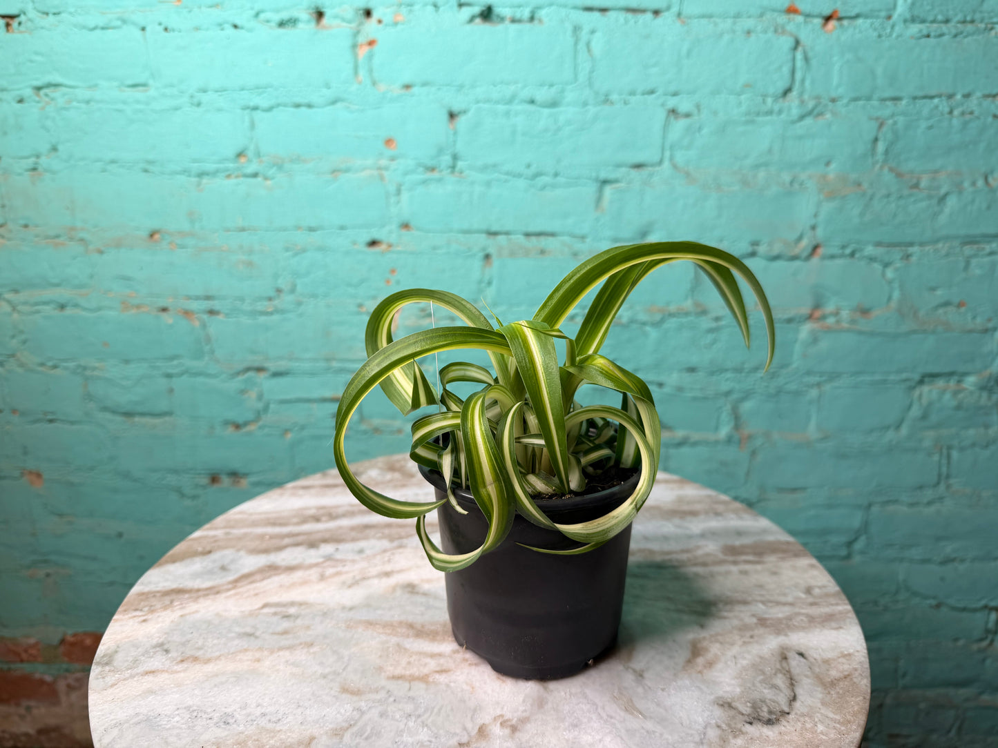 Spider Plant 4” Curly