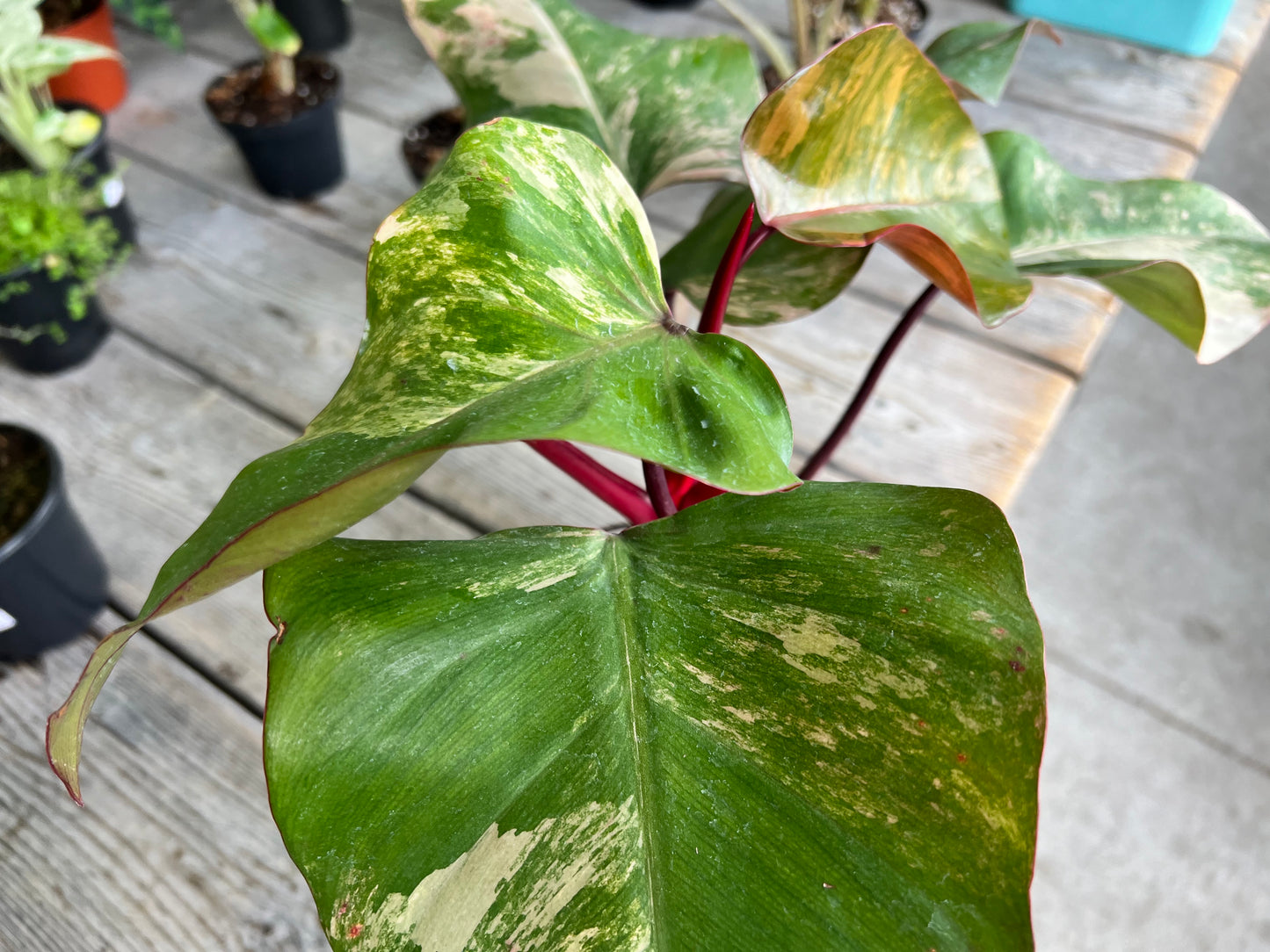 Philodendron-Strawberry Milkshake