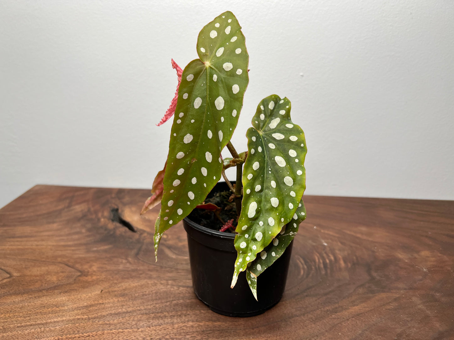 Begonia maculata