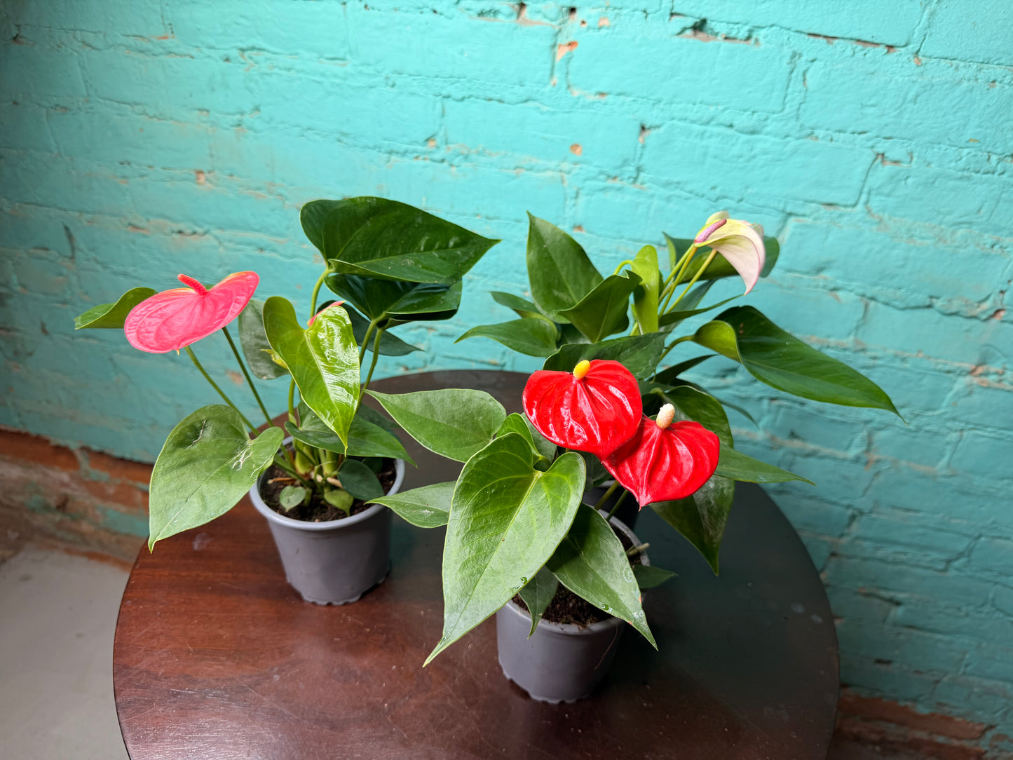 Anthurium Flamingo Flower 4” each