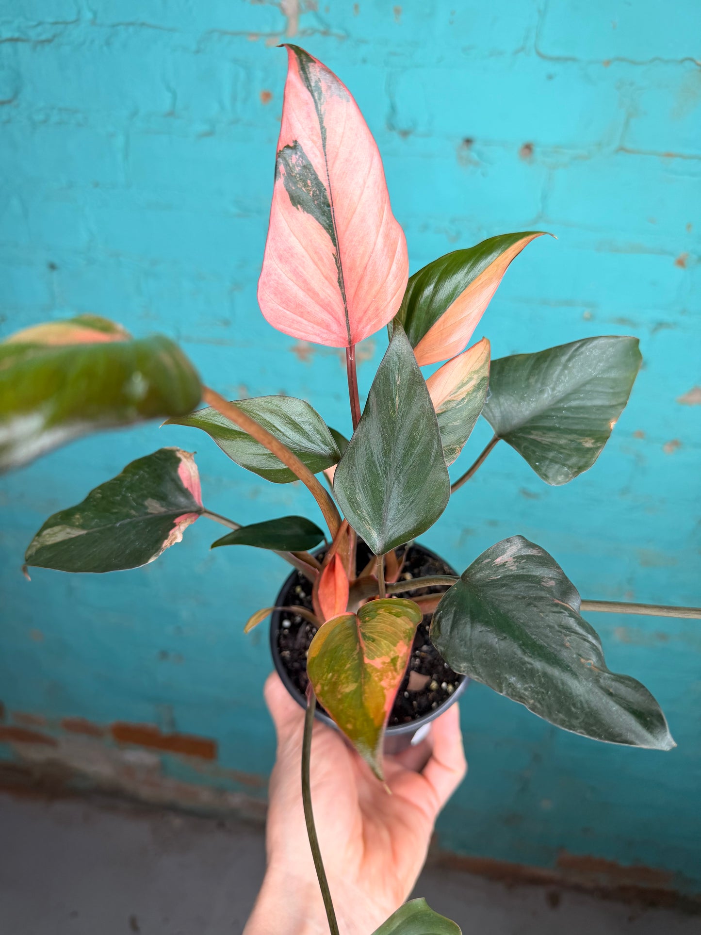 Homalomena ‘Pink Diamond’ 4” 😍