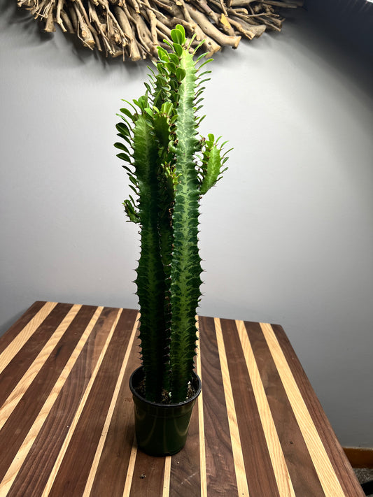 Euphorbia Trigonia green 4”