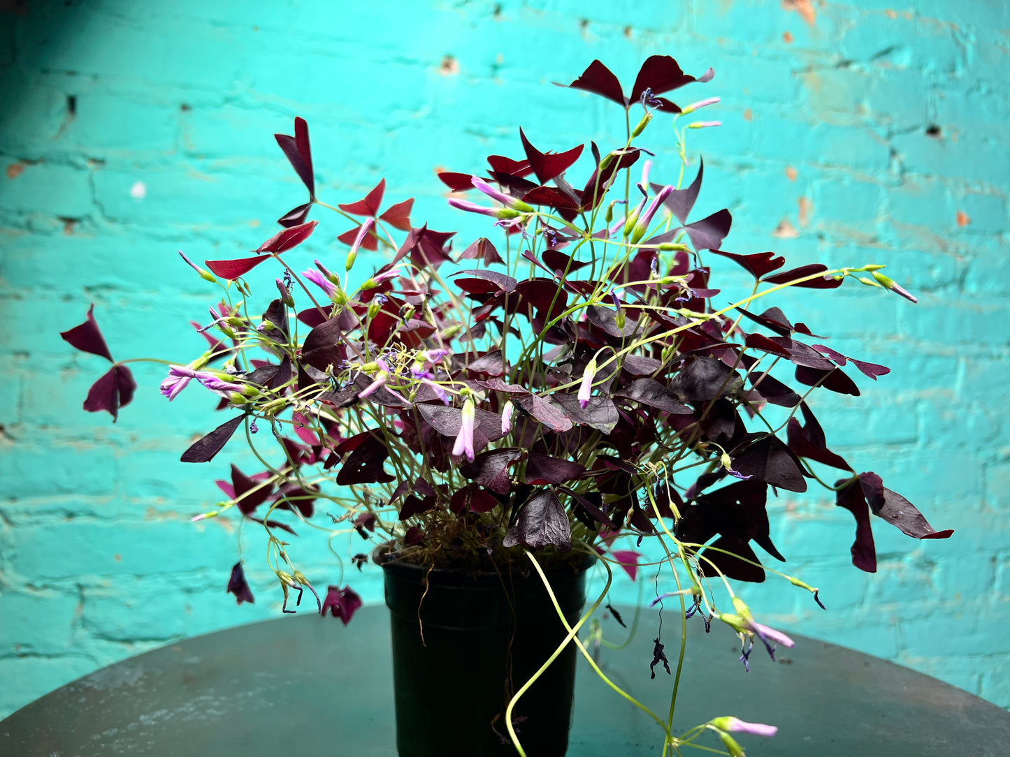 Purple Shamrocks 4”