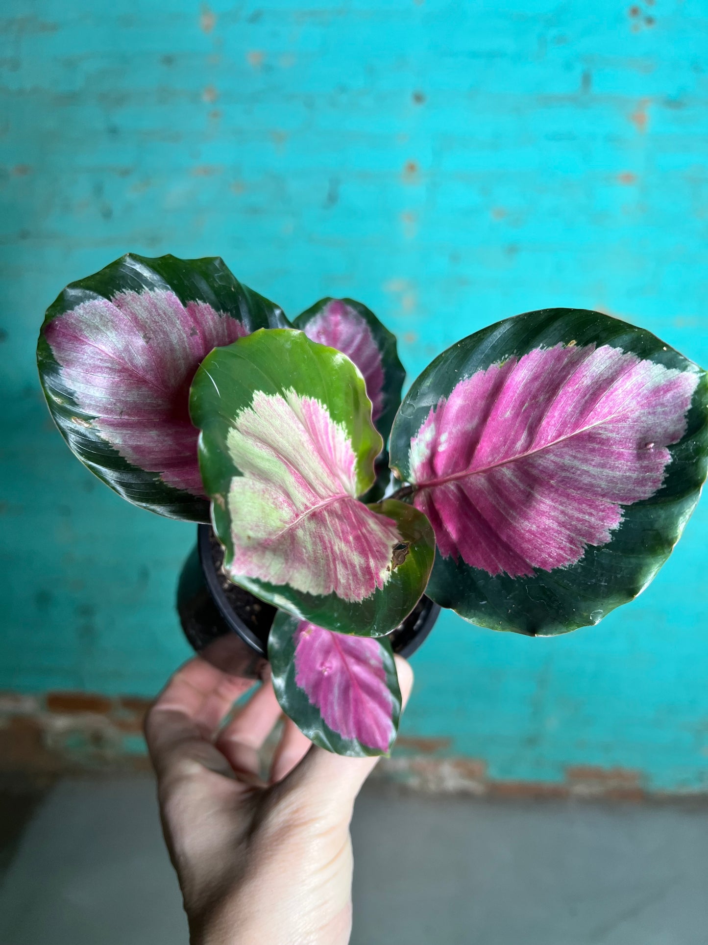 Calethea Roseopicta 4” Rose