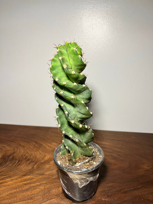 Cereus Forbesii Spiralis