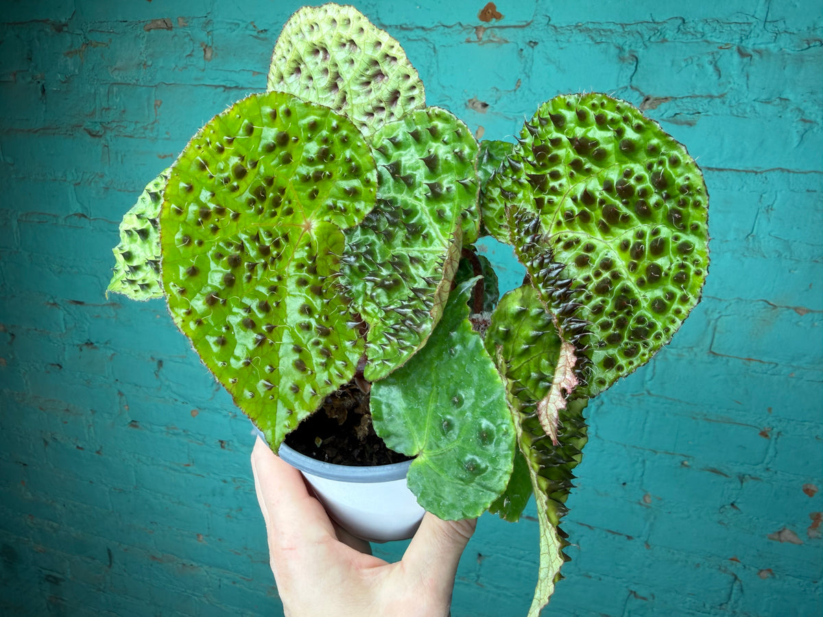 Begonia Ferox 4”