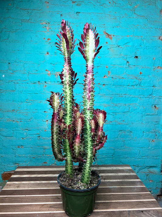 Euphorbia Trigonia Red 6”