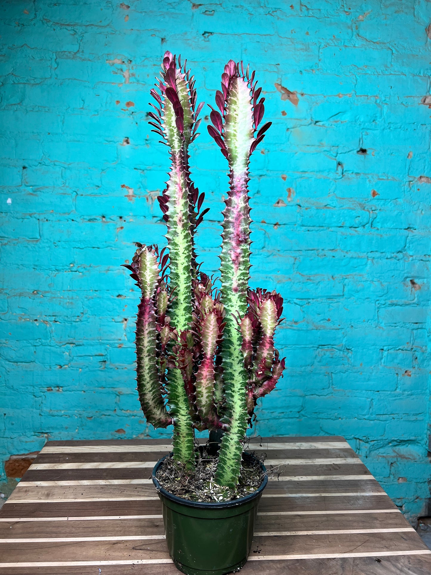 Euphorbia Trigonia Red 6”