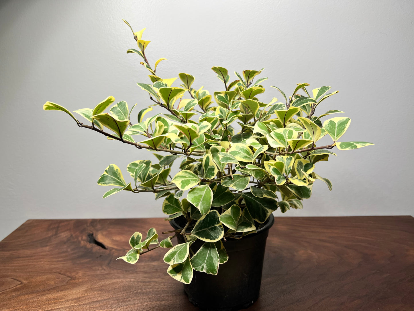 Ficus-Triangularis (6inch pot)