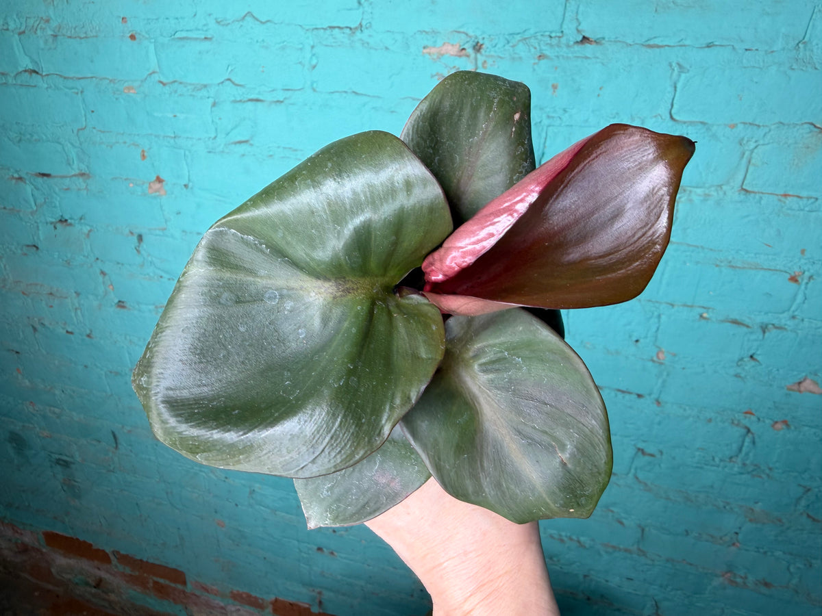 Philodendron “Red Heart” 4”