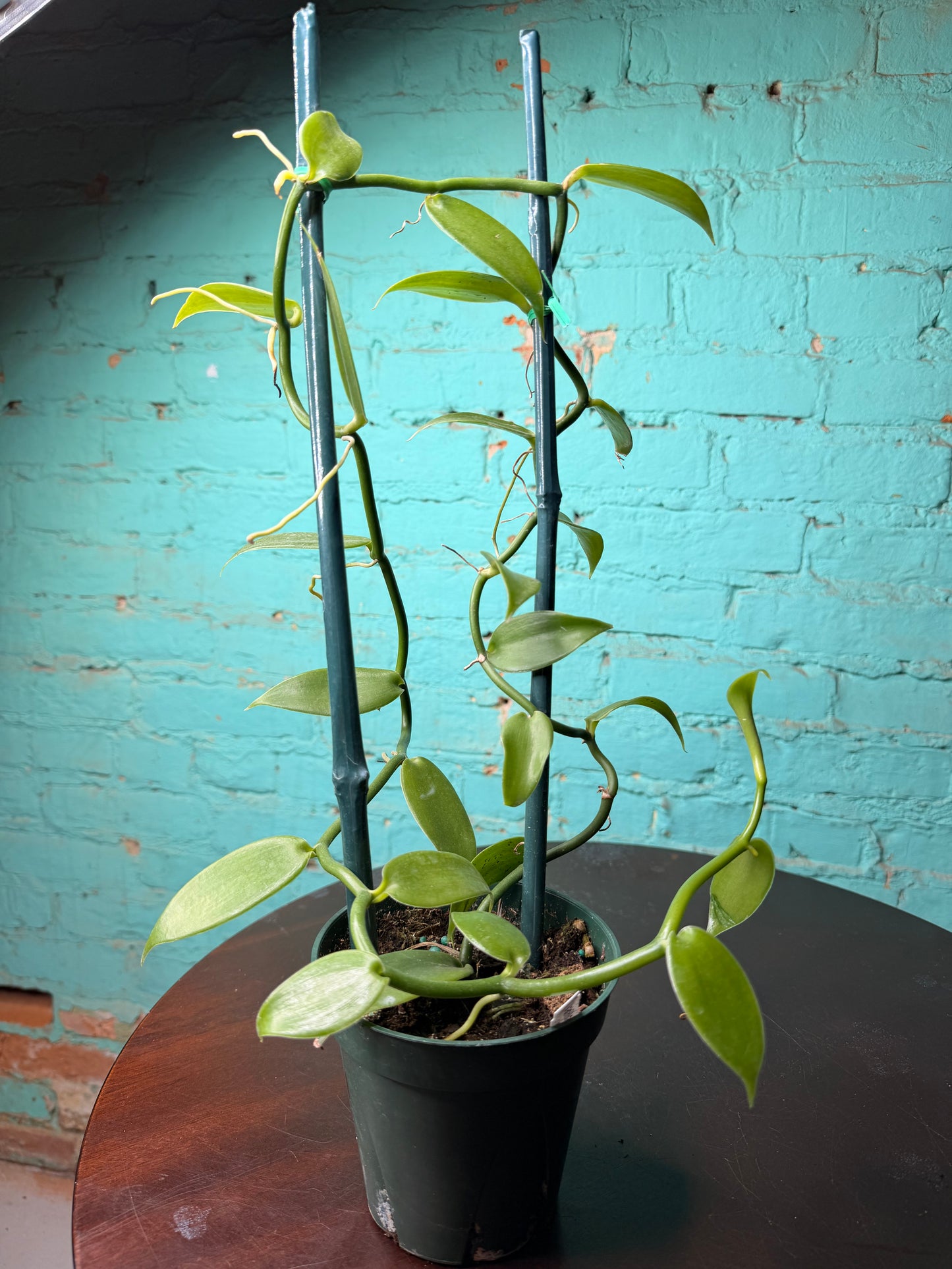 Vanilla Bean Orchids Trellis