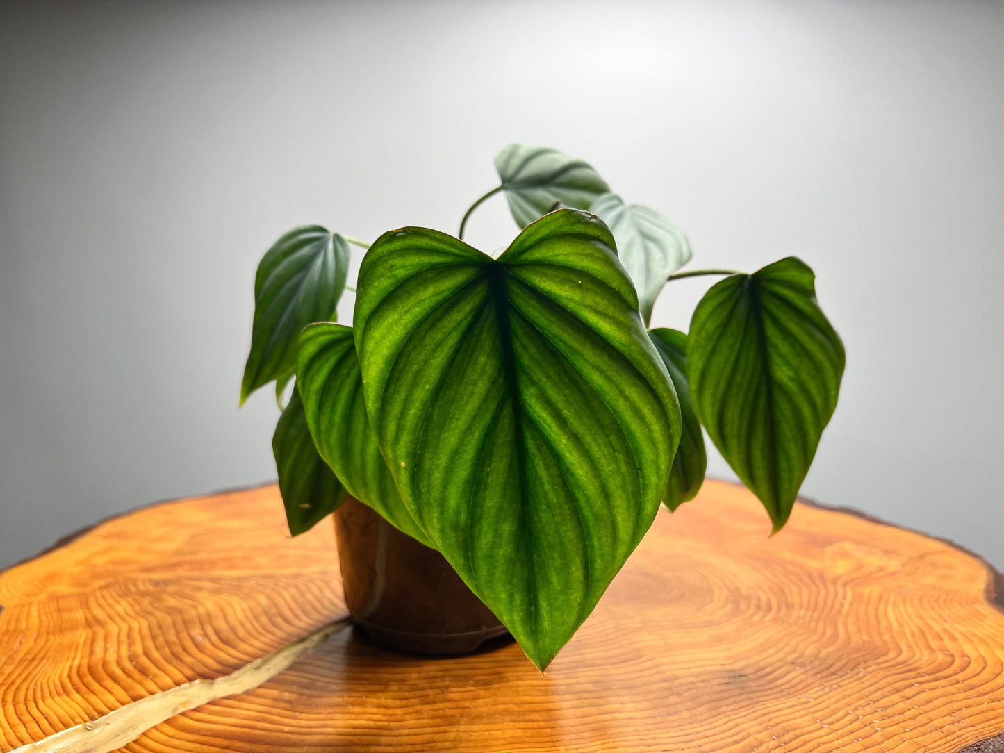 Philodendron Columbia