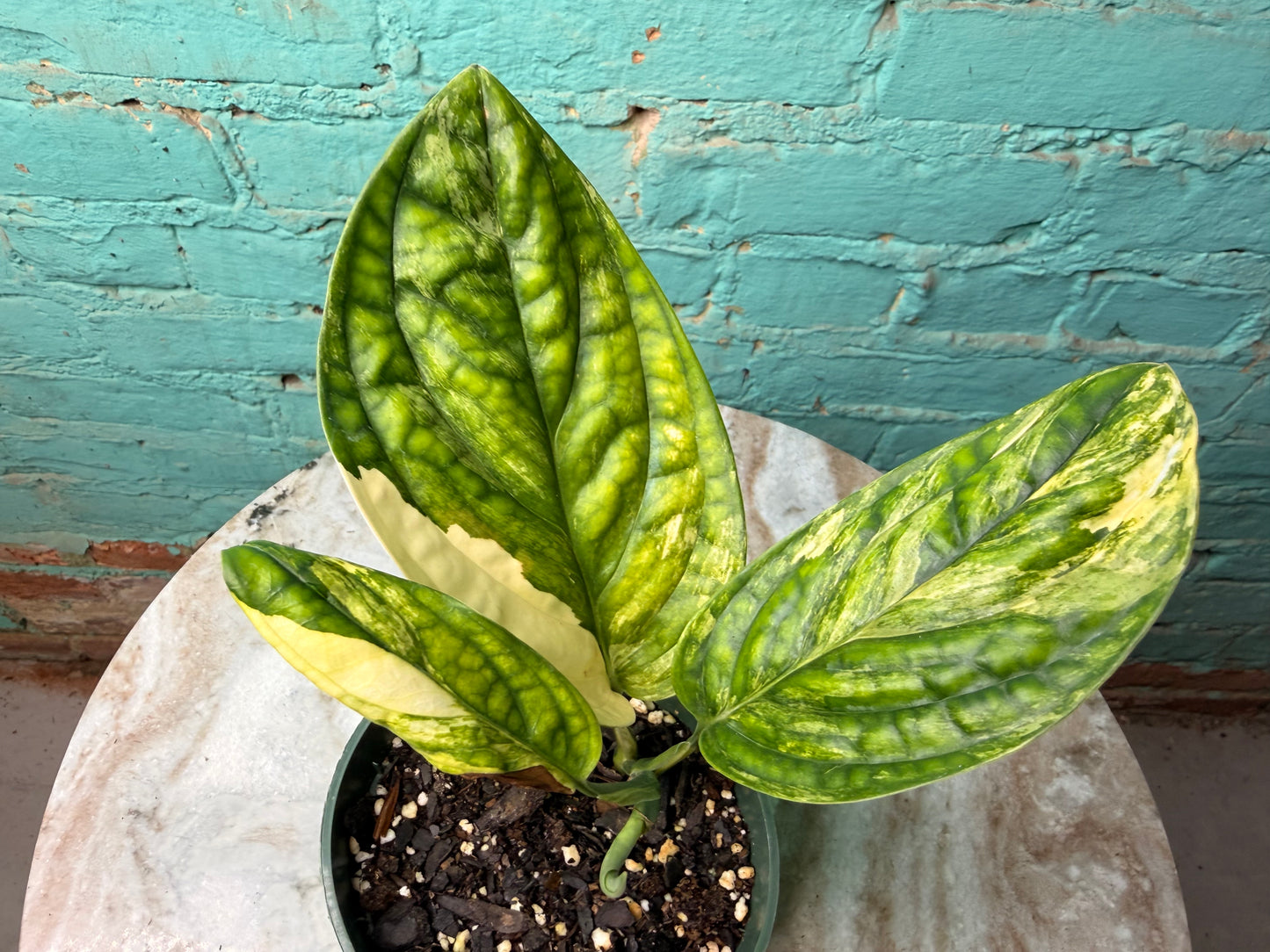 Monstera Peru Variegated 4”