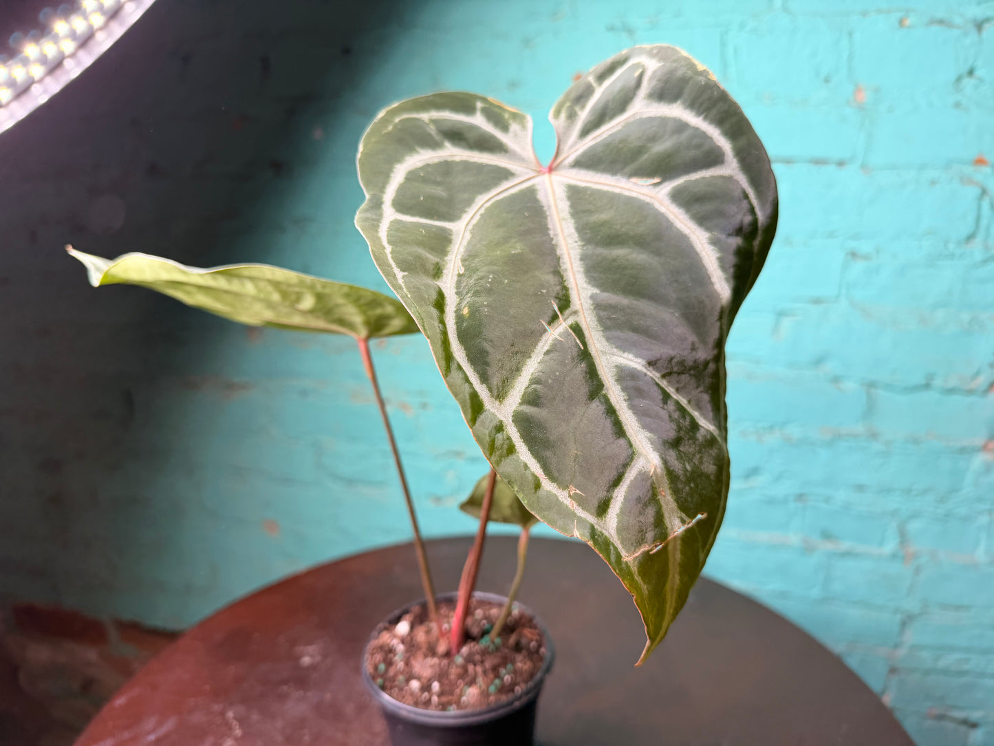 Anthurium Michelle x RVDF 4”