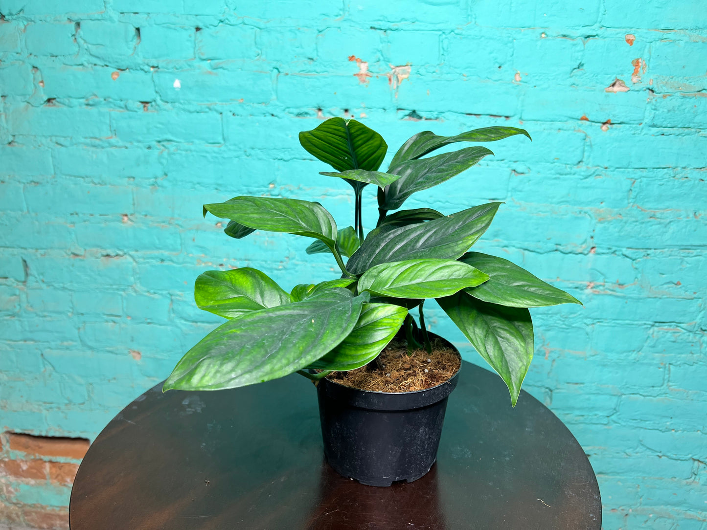 Monstera Black Onyx 6”