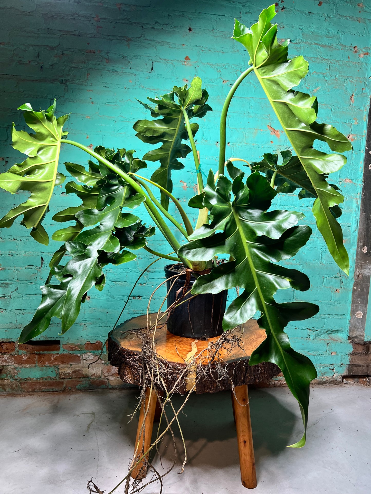 Philodendron Bob Cee 10” mature