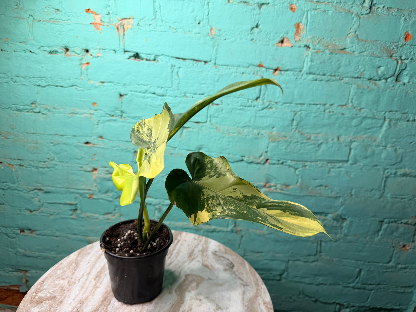 Philodendron Violin Variegated 4”