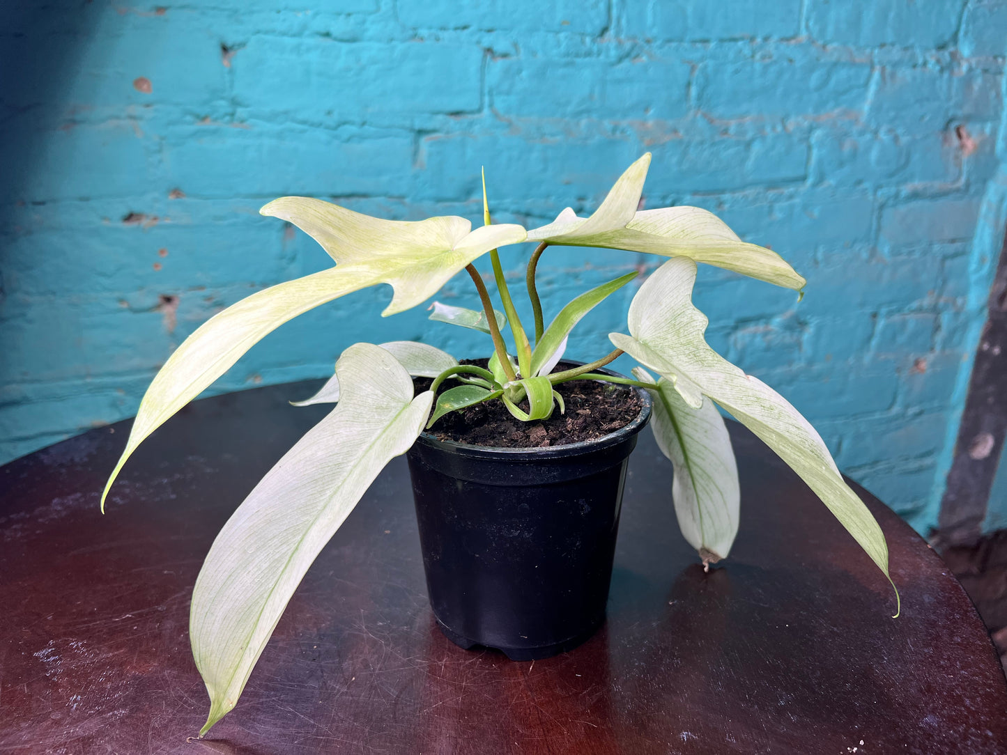 Philodendron- Florida Ghost 4”