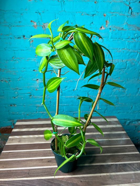 Vanilla Bean Orchids Trellis