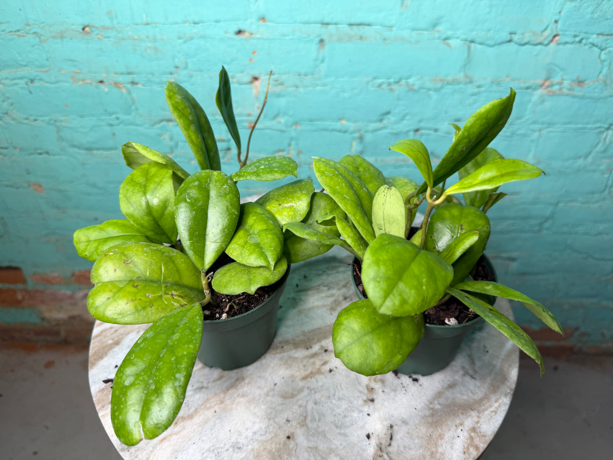 Hoya Endauensis ‘Viola’ 4”