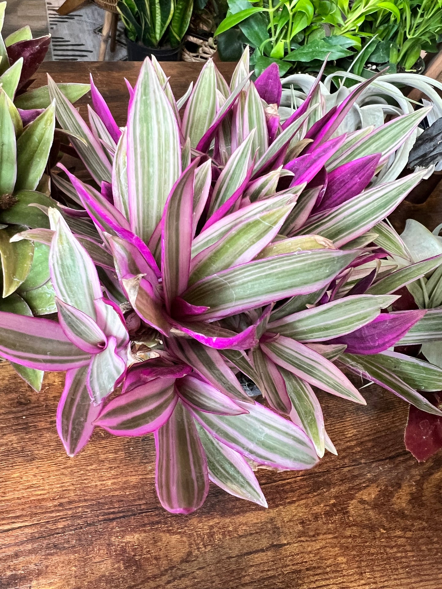 Tradescantia Spathacea Tricolor