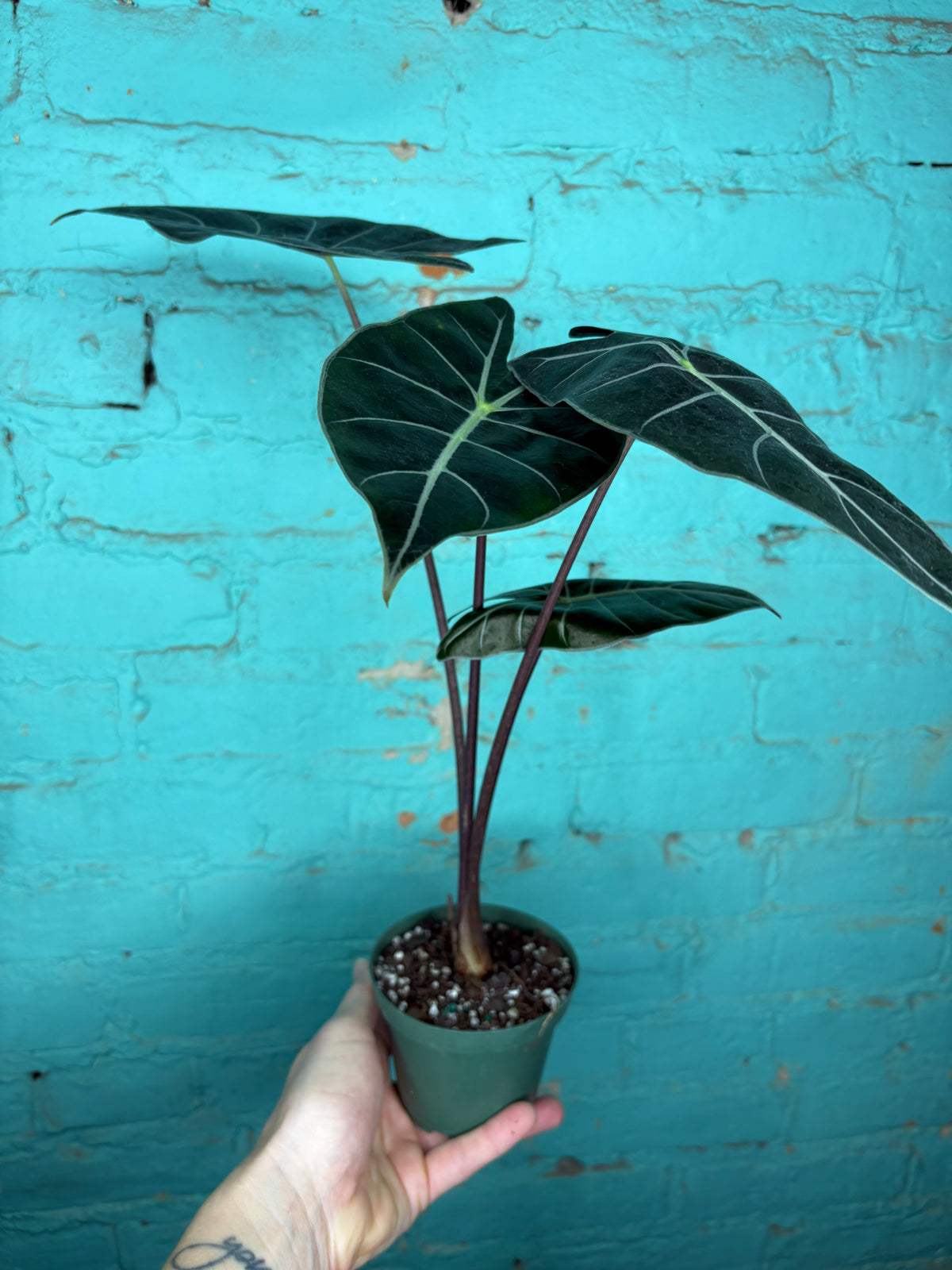 Alocasia Dragons Tooth Longiloba 4”