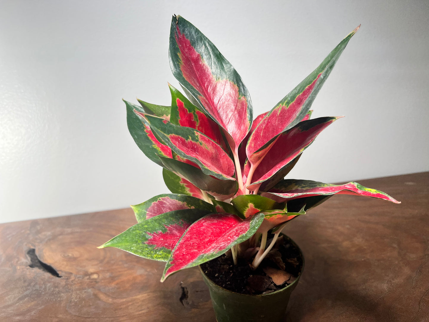 Aglaonema Star King  4”