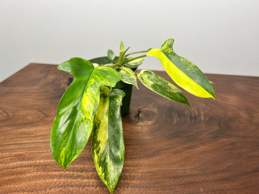 Philodendron Variegated Florida Beauty