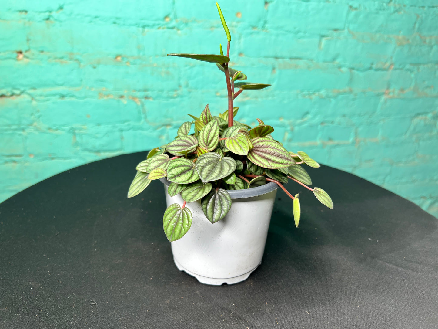 Peperomia Piccolo Banda 4”