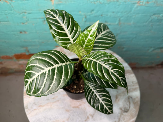 Zebra Plant 4”