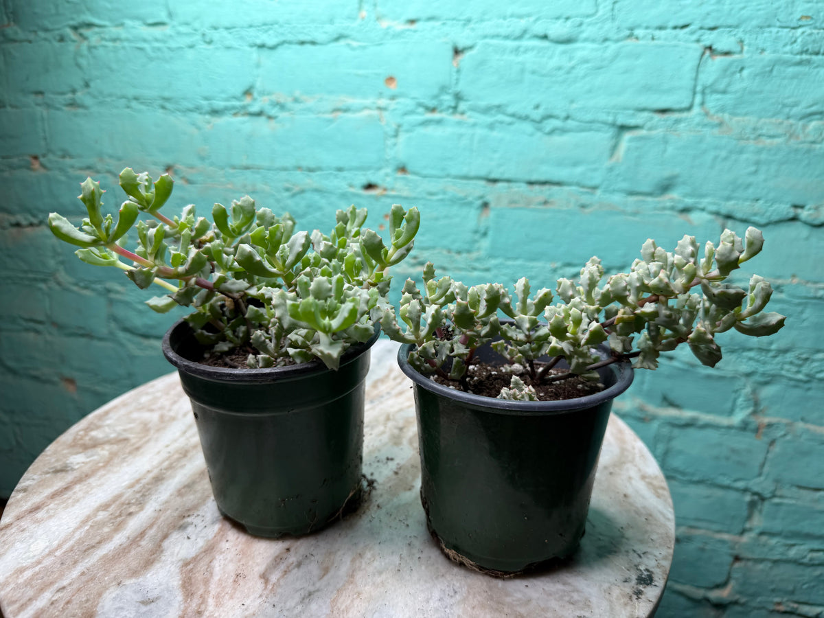 Oscularia Deltoides ‘Pink Ice Plant’ 4”