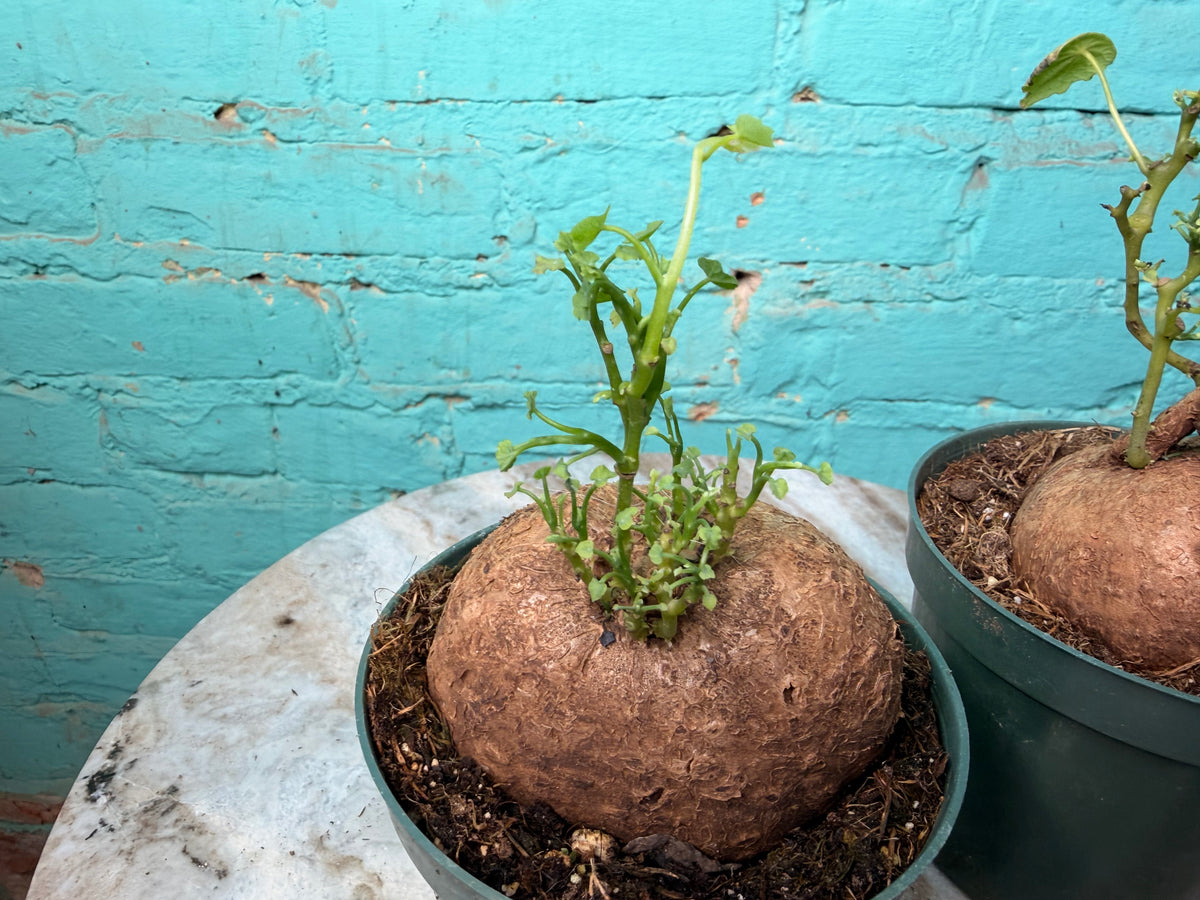 Stephania Erecta 4”