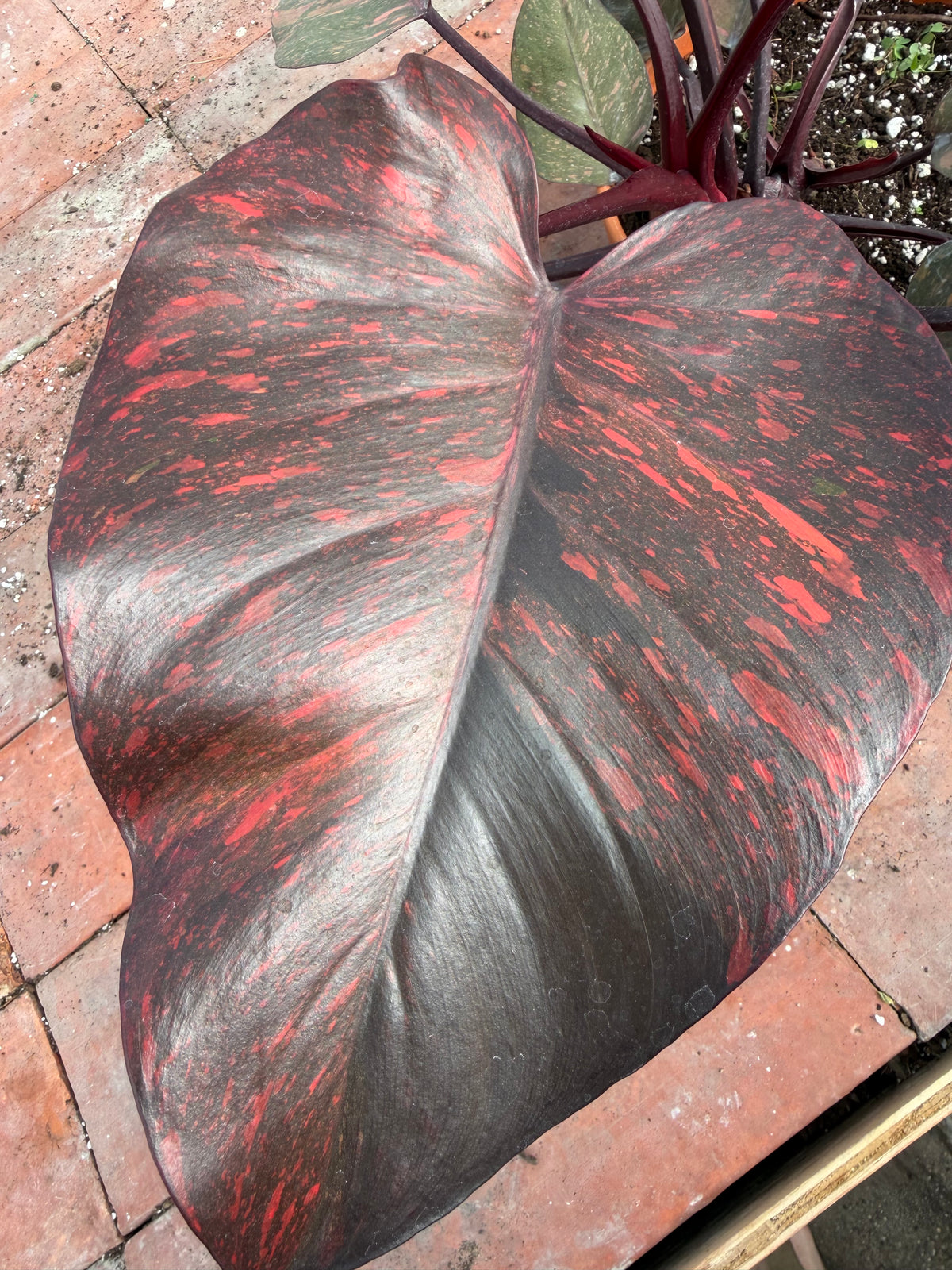 Philodendron Orange Princess 8”