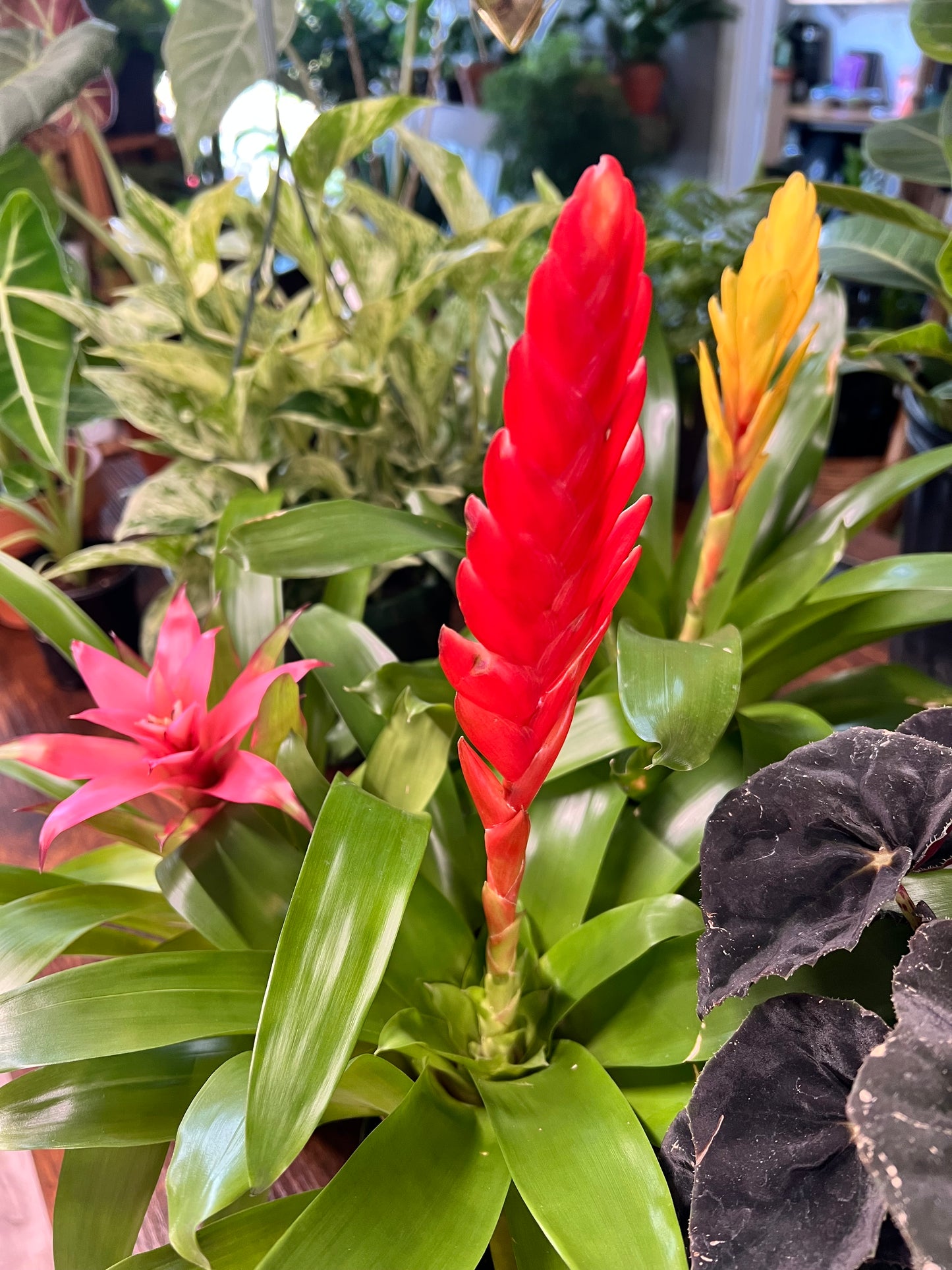 Bromeliad 4”