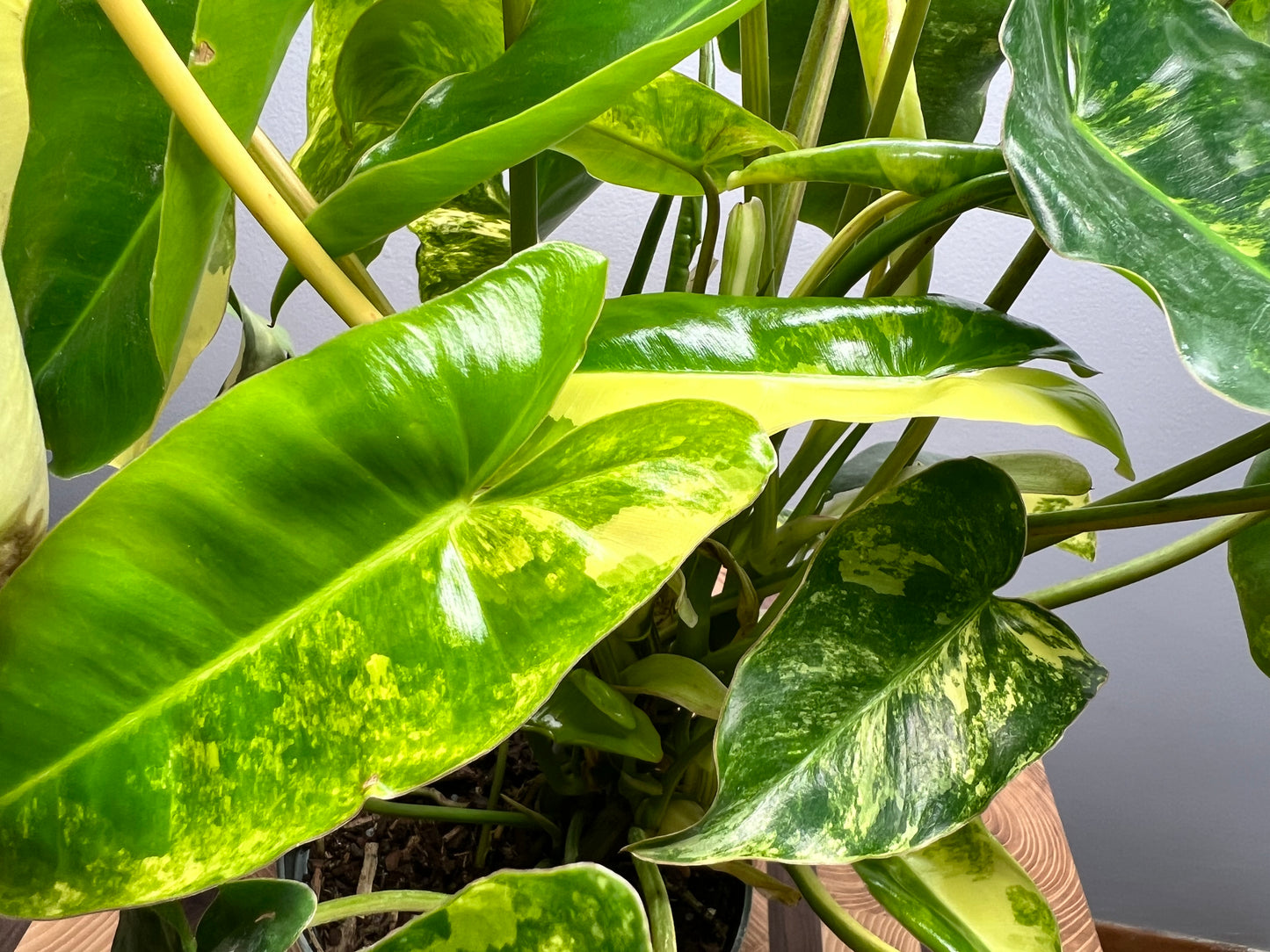 Variegated Burle Marx philodendron full 6”