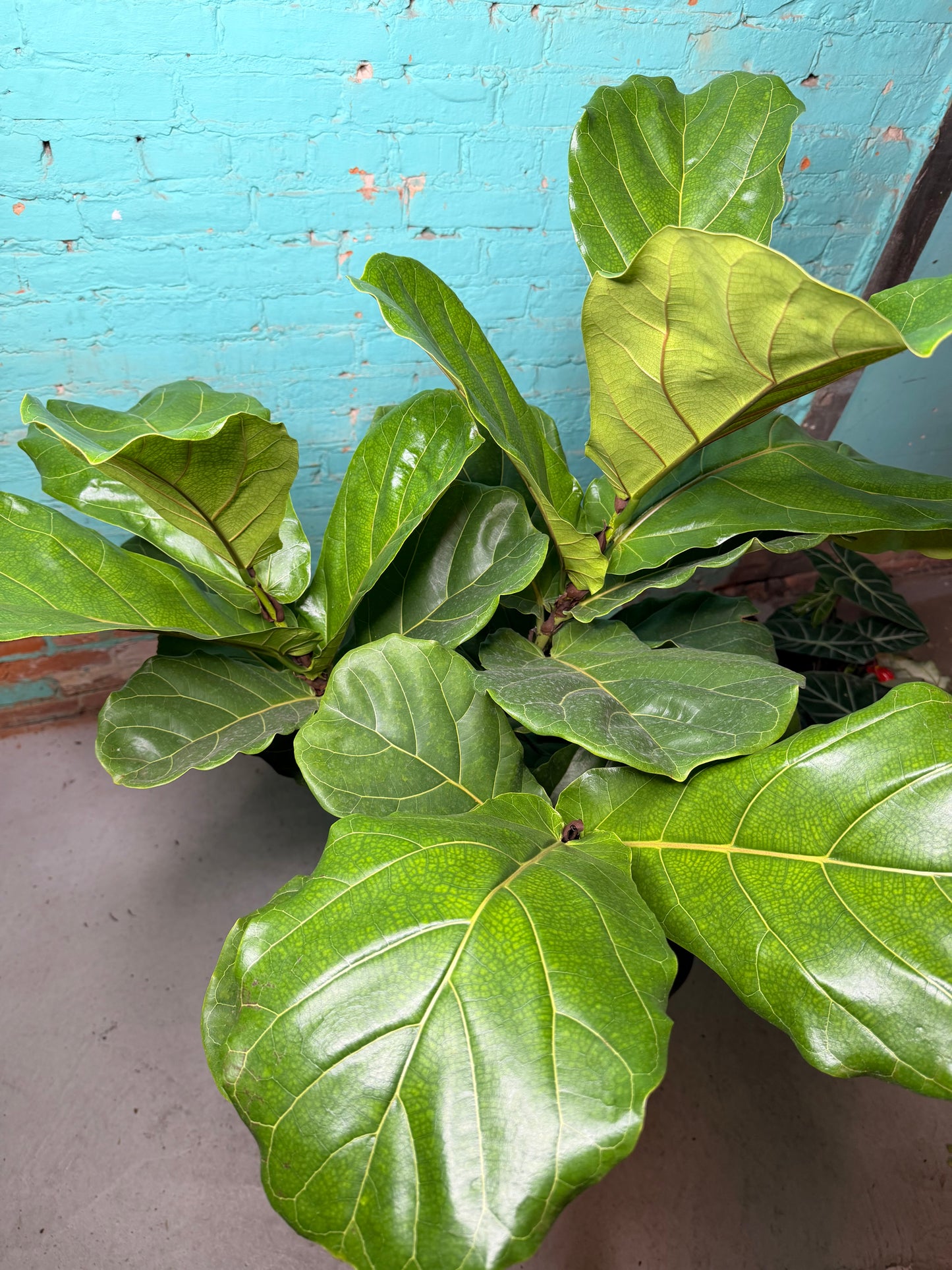 Fiddle fig 10”