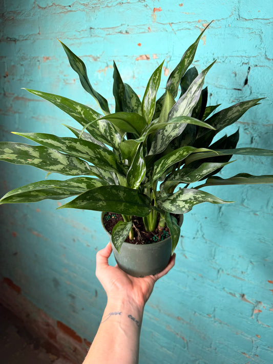 Aglaonema Peacock 6”
