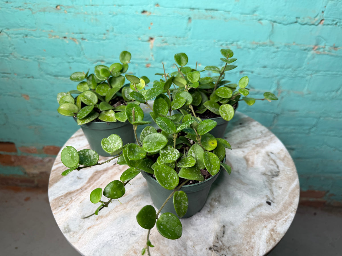 Hoya Mathilde 4”